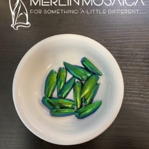 Elytra blue-green WM