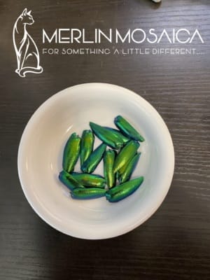 Elytra blue-green WM