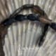 brown black fish