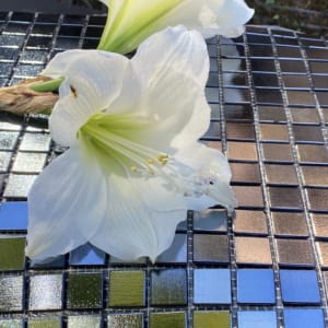 20mm Square