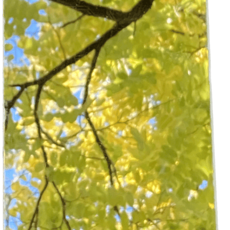 mirror panel