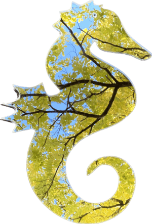 mirror seahorse
