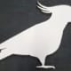 cockatoo