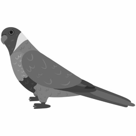 Loriinae,Parrot,In,Cartoon,Style,On,White,Background.,Vector,Hand