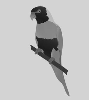 Rainbow,Lorikeet,Parrot,Bird,Branch