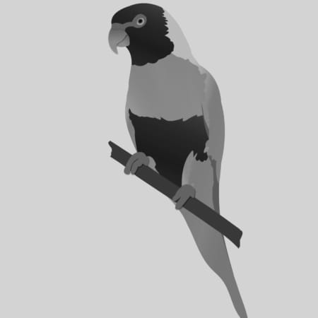 Rainbow,Lorikeet,Parrot,Bird,Branch
