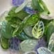 Leaves - Wisteria Blend