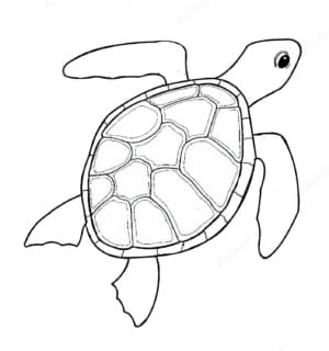 MM1280 - Turtle WIP