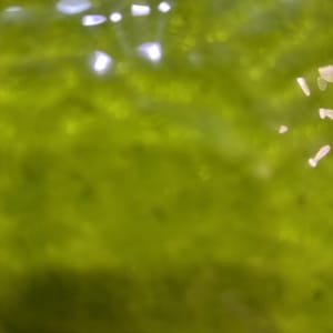 H4M-K Kossy Lime Green