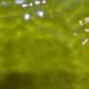H4M-K Kossy Lime Green