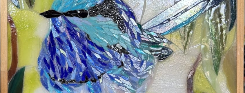 Splendid Fairy Wren with Gum Blossom
