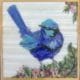 Blue Wren Daytime FINAL